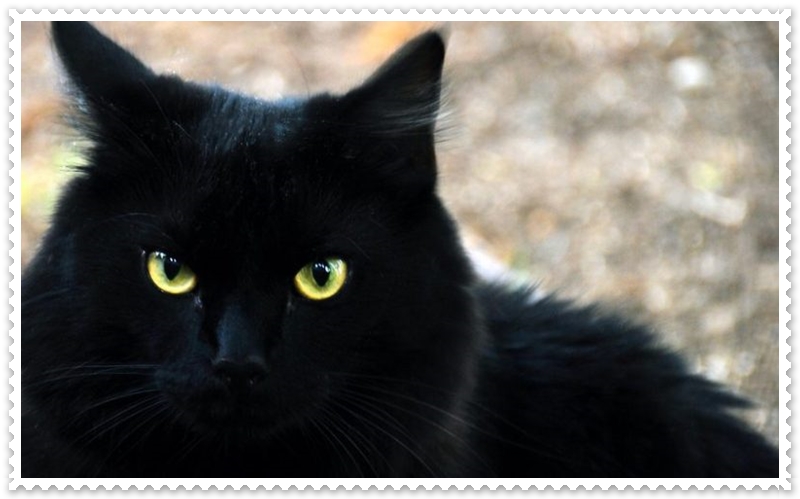 Rüyada Kara Kedi Görmek Neye Yorumlanır?