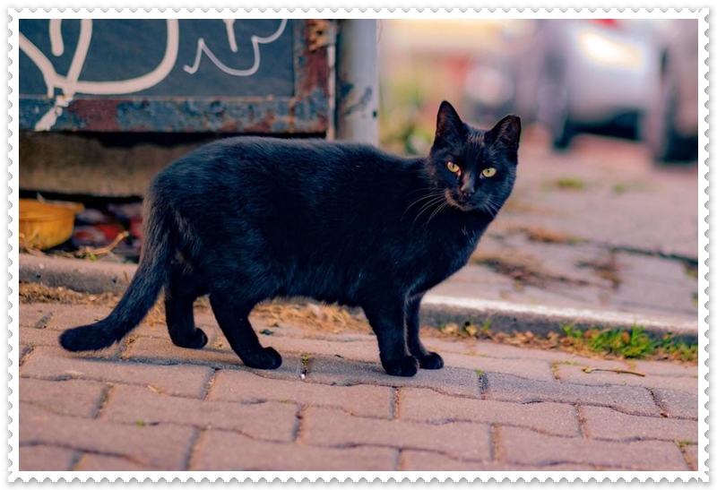 Rüyada Siyah Kedi Görmek Neye Yorumlanır?