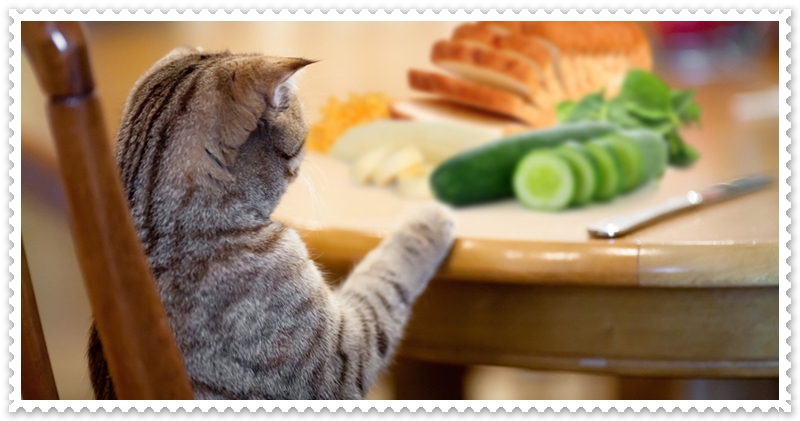 Kediler Kaç Saatte Bir Yemek Yer?