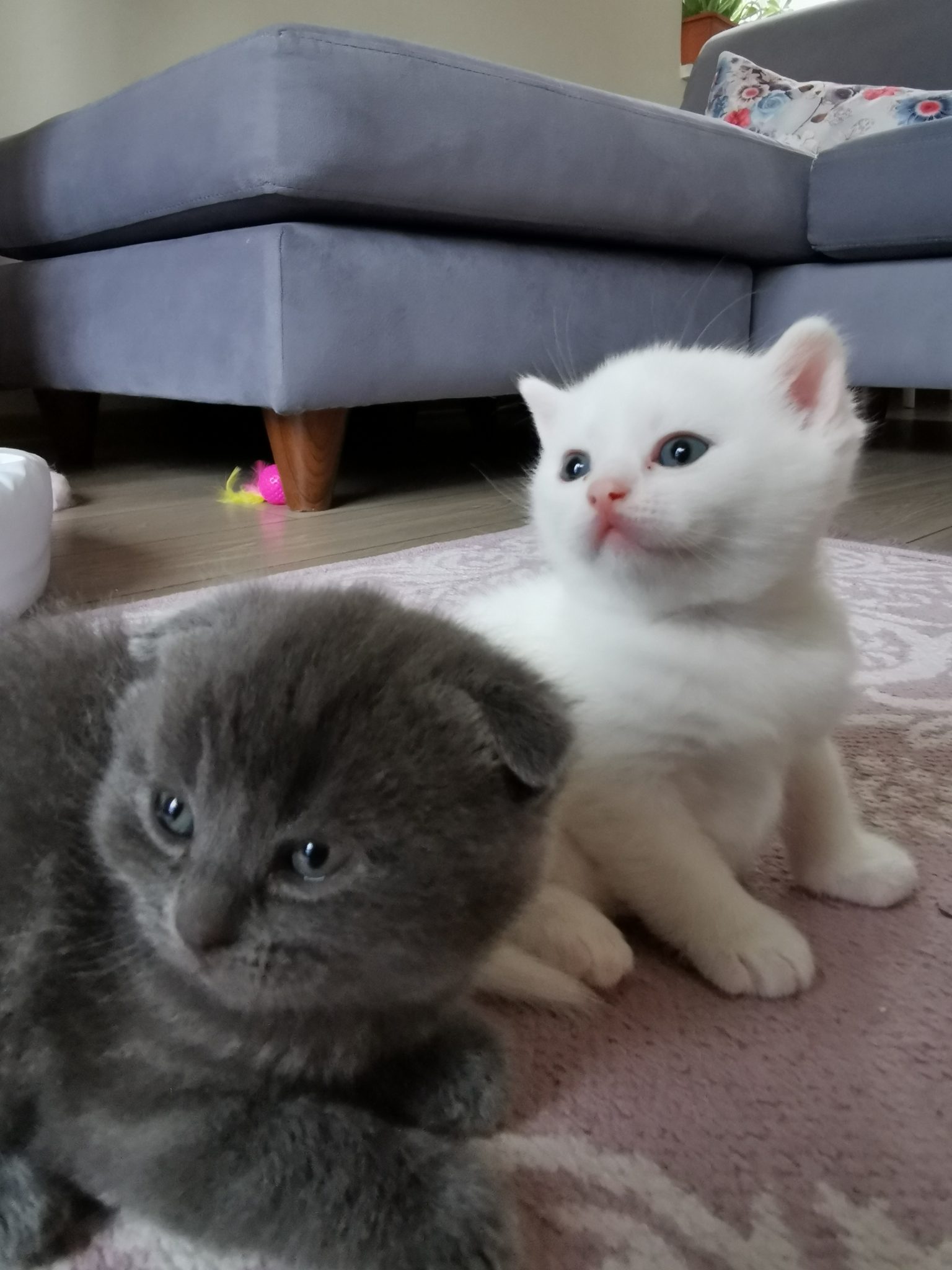 Yavru kedi çağırma sesi