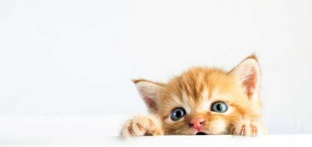 cute baby cat white background 44074 3671