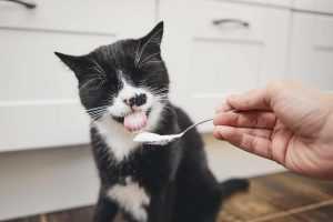 Kediler Yoğurt Yiyebilir Mi?