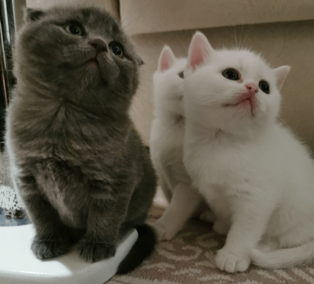 Yavru kedi çağırma sesi