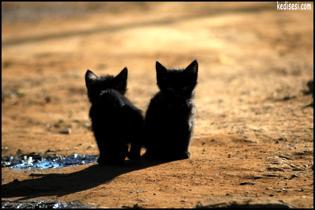 Kedi Fotoğrafları Kedi Wallpaper Kedi Duvarkağıdı ️ Kedi Sesi