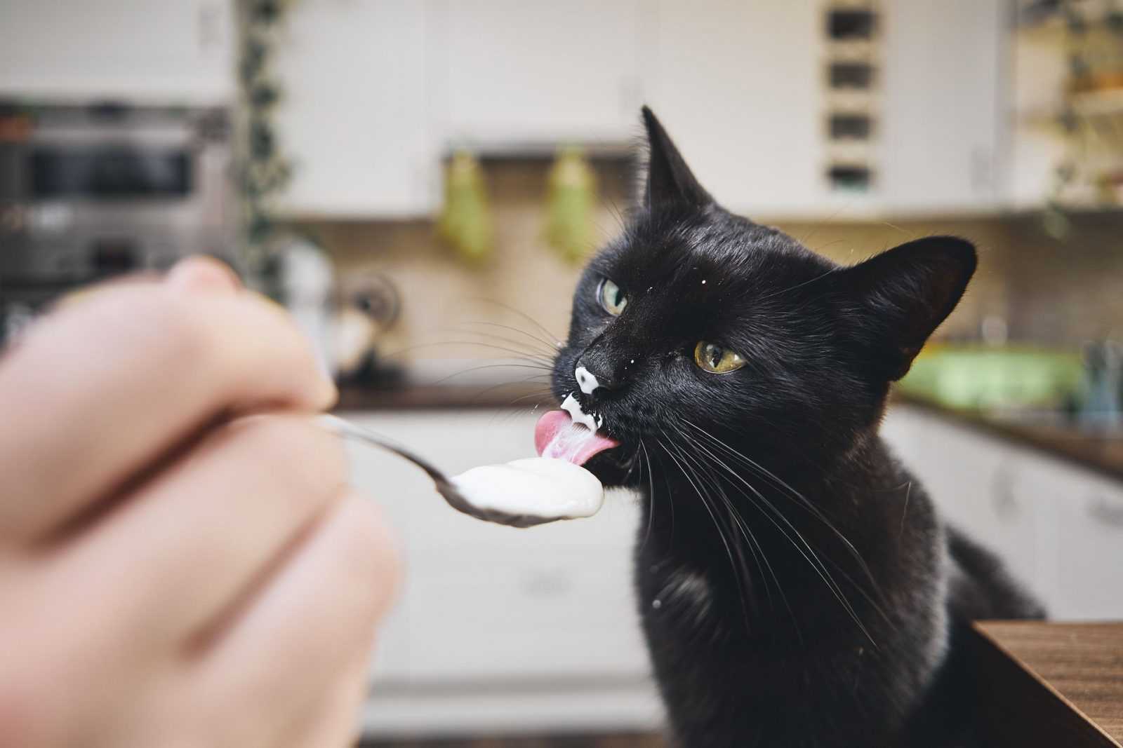Kediler Yogurt Yiyebilir Mi Yogurt Zararli Mi Kedi Sesi