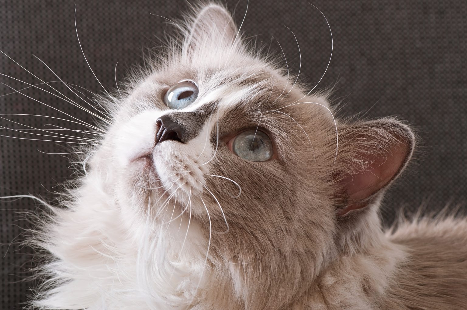 En Sakin Kedi Cinsleri, Kedi Sahiplenme ️ Kedi Sesi