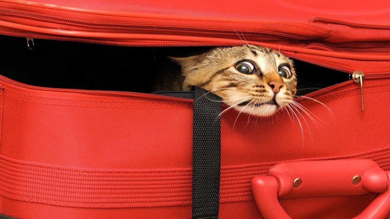 kedi bavul
