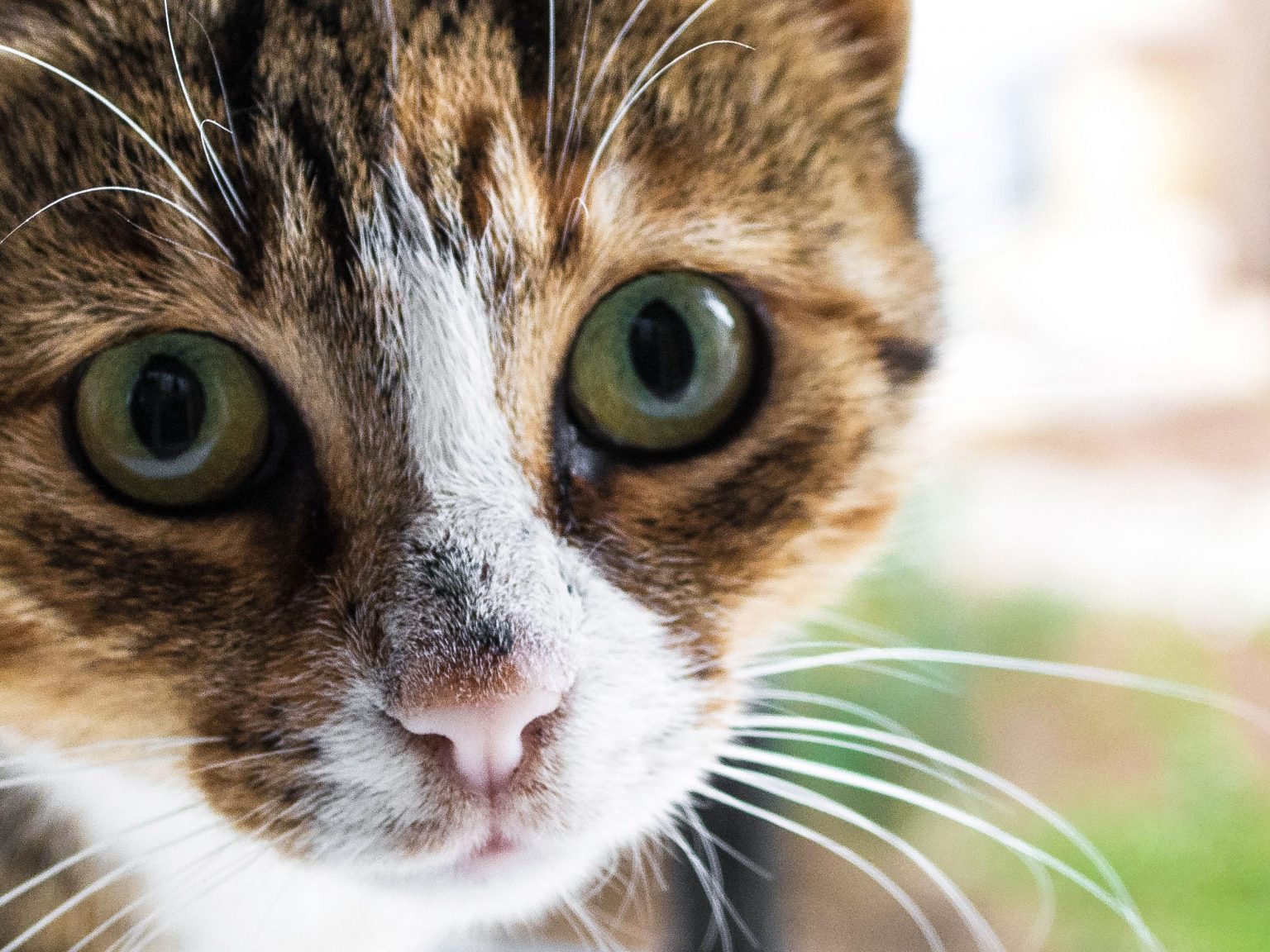 Kedi Enfeksiyöz Peritoniti (FIP Hastalığı) ️ Kedi Sesi
