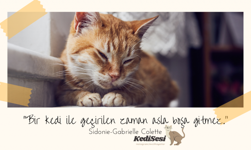Kedi Sözleri Resimli Kedi Sözleri Kedi Wallpaper ️ Kedi Sesi