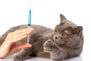 2021 Veteriner Muayene ve Aşı Ücretleri (Kedi ve Köpekler)