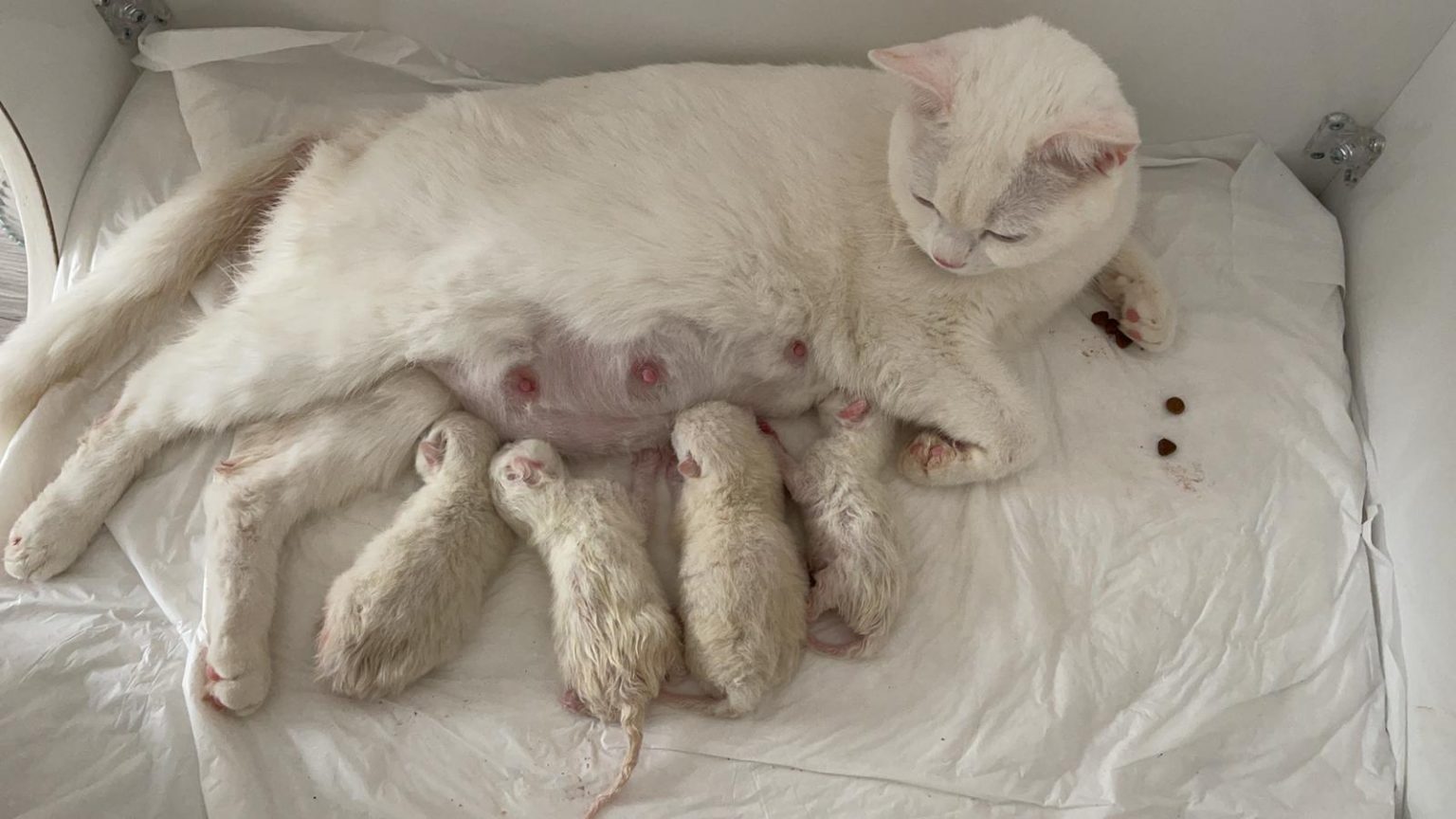 Kedilerde Doğum, Kediler Kaç Yavru Doğurur? ️ Kedi Sesi