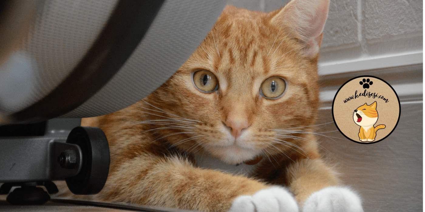 Tekir Cinsi Kedi Özellikleri ve Bakımı ️ Kedi Sesi