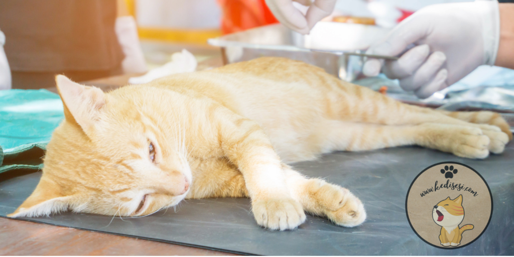 Kedi Kısırlaştırma Kediler Kısırlaştırılmalı Mı? ️ Kedi Sesi