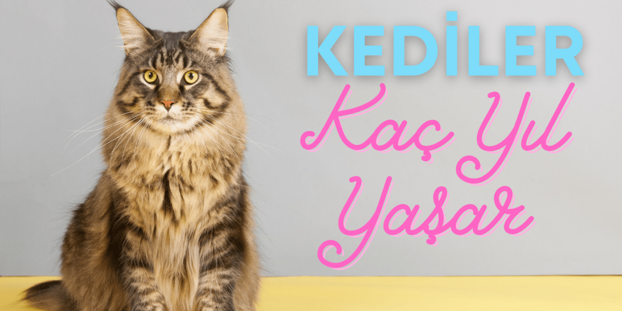 Kediler Kac Sene Yasar Omrunu Uzatmak Kedi Sesi Kediler Kac Sene Yasar Omrunu Uzatmak Kedi Sesi