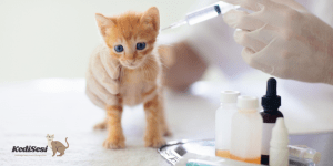 Zorunlu Kedi Aşıları