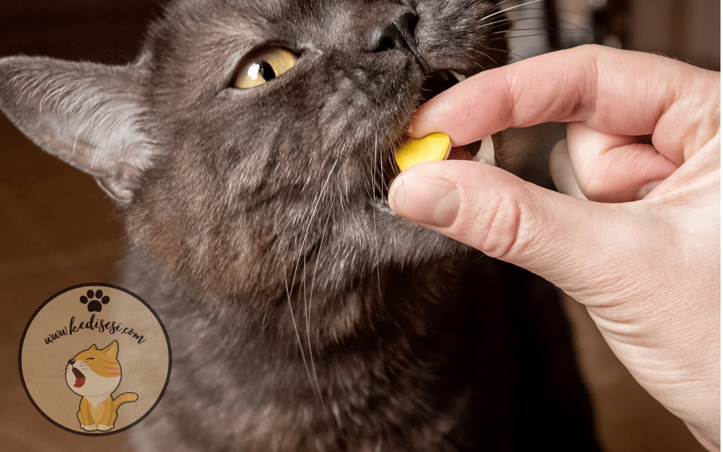 Kedi Vitaminleri ve Faydaları