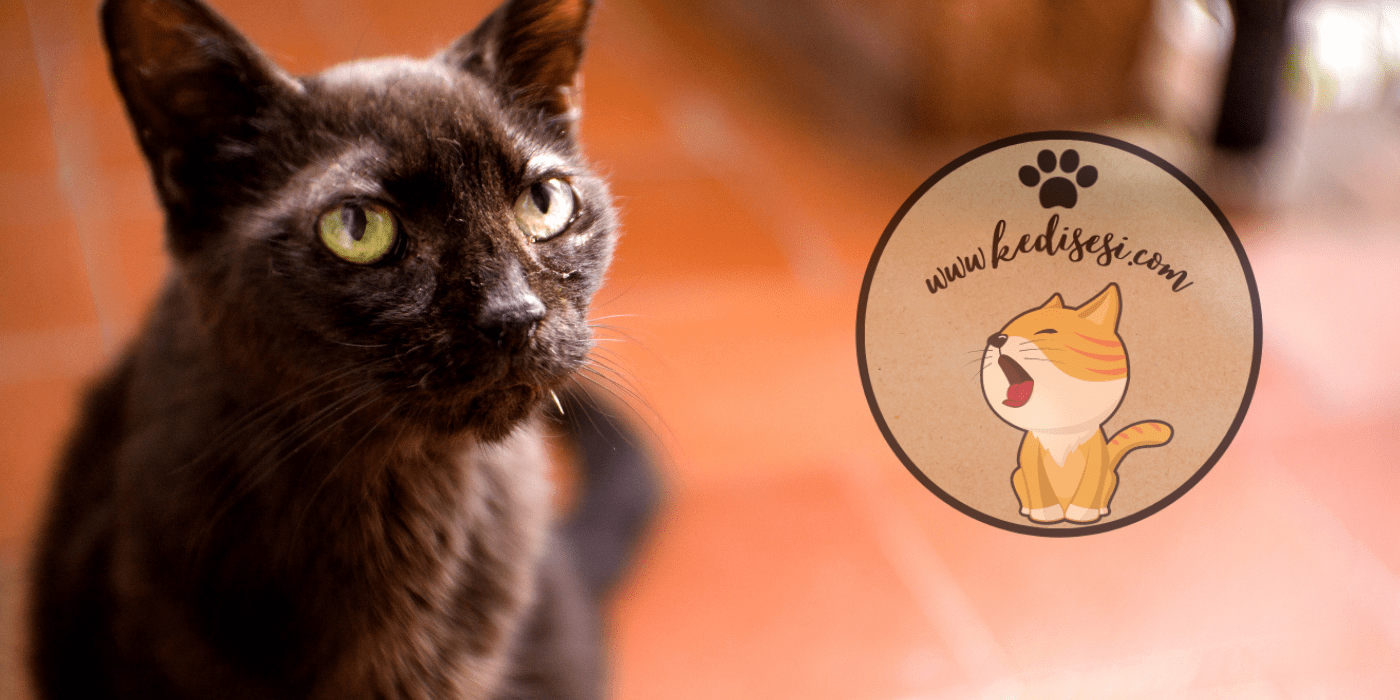 Kedilerde Şeker Hastalığı (Diyabet) ️ Kedi Sesi