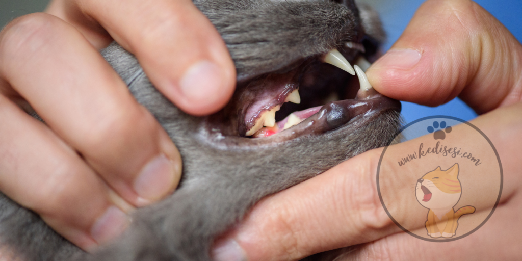 Kedi Dişleri Hakkında Bilgiler ve Diş Bakımı ️ Kedi Sesi
