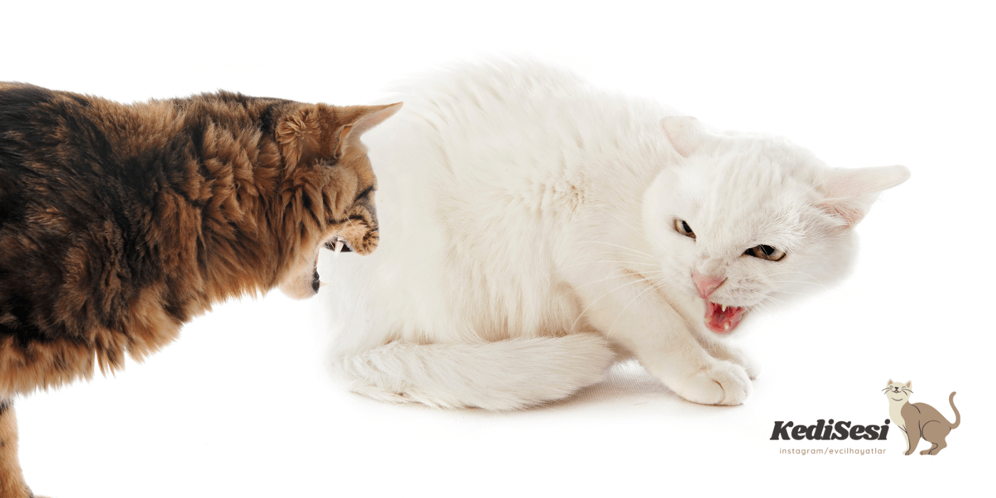 Eve Yeni Kedi Geldiğinde Yapılması Gerekenler ️ Kedi Sesi