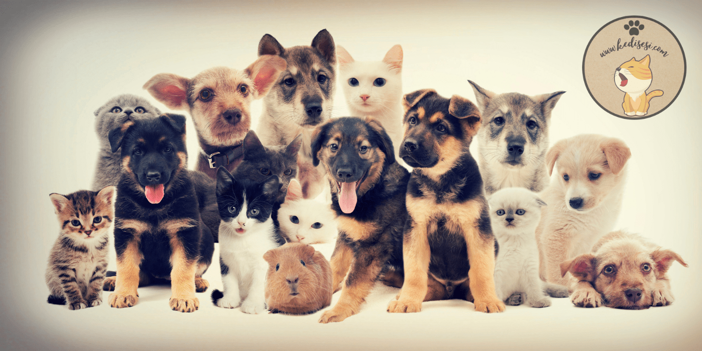Evcil Hayvan Sahiplenmeden Bilmeniz Gerekenler ️ Kedi Sesi
