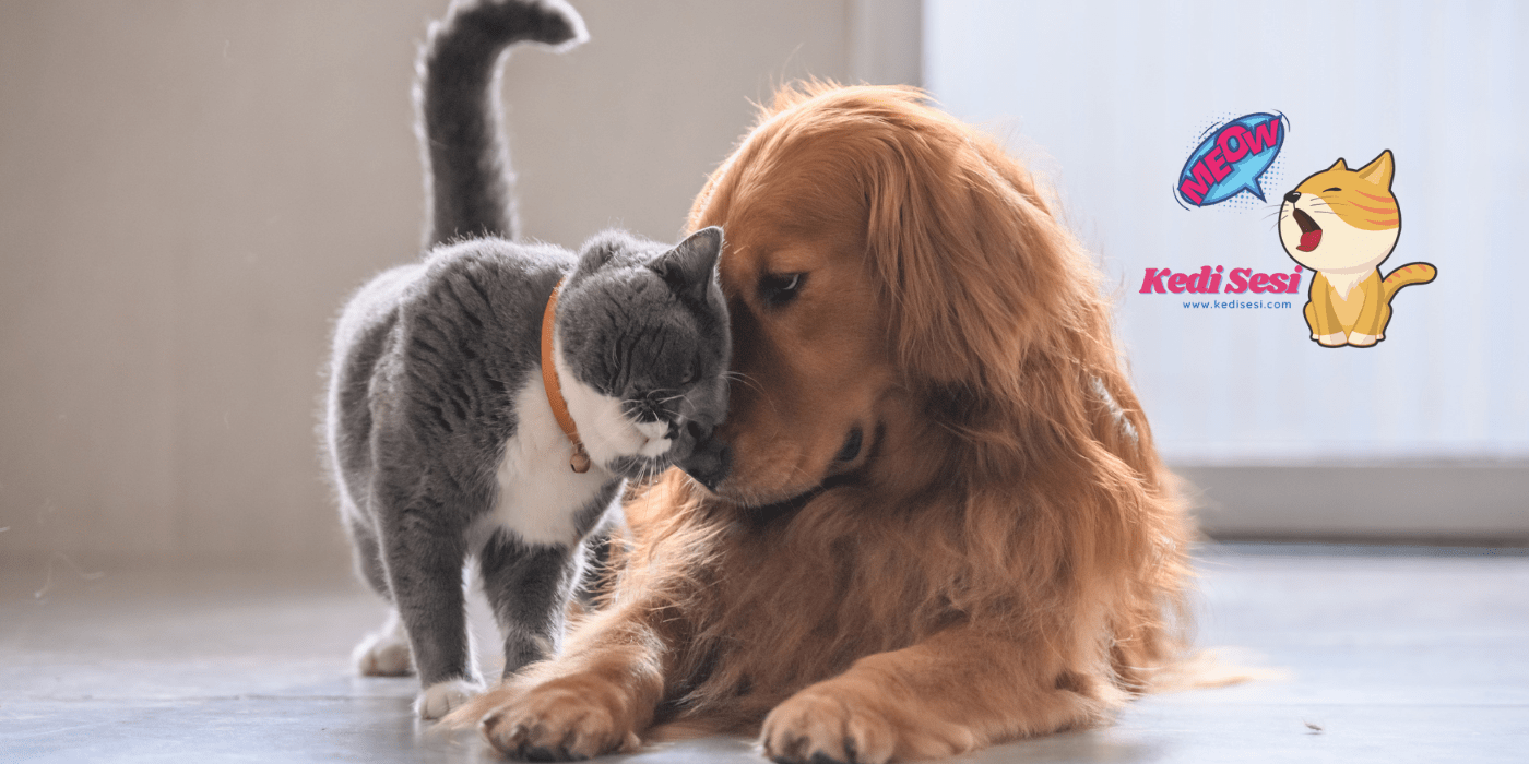 Kediler ve Köpekler Aynı Evde Yaşayabilir mi? ️ Kedi Sesi