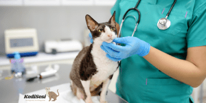 Kedilerde Yapılması Zorunlu Olan Aşılar