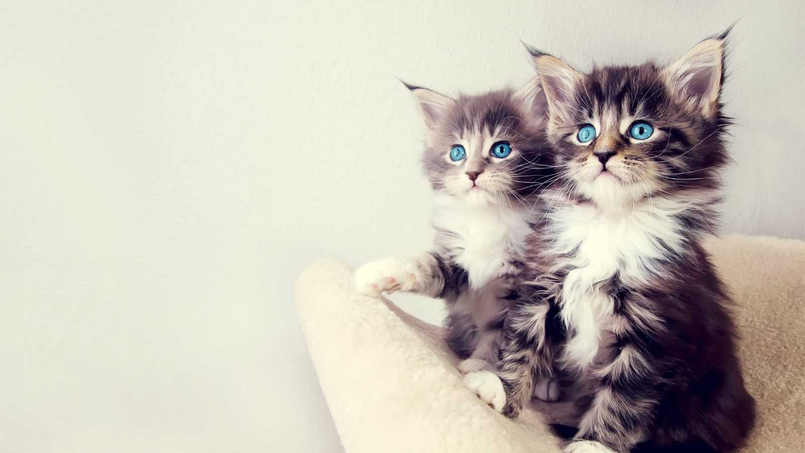 Mavi Gözlü Kedi Fotoğrafları