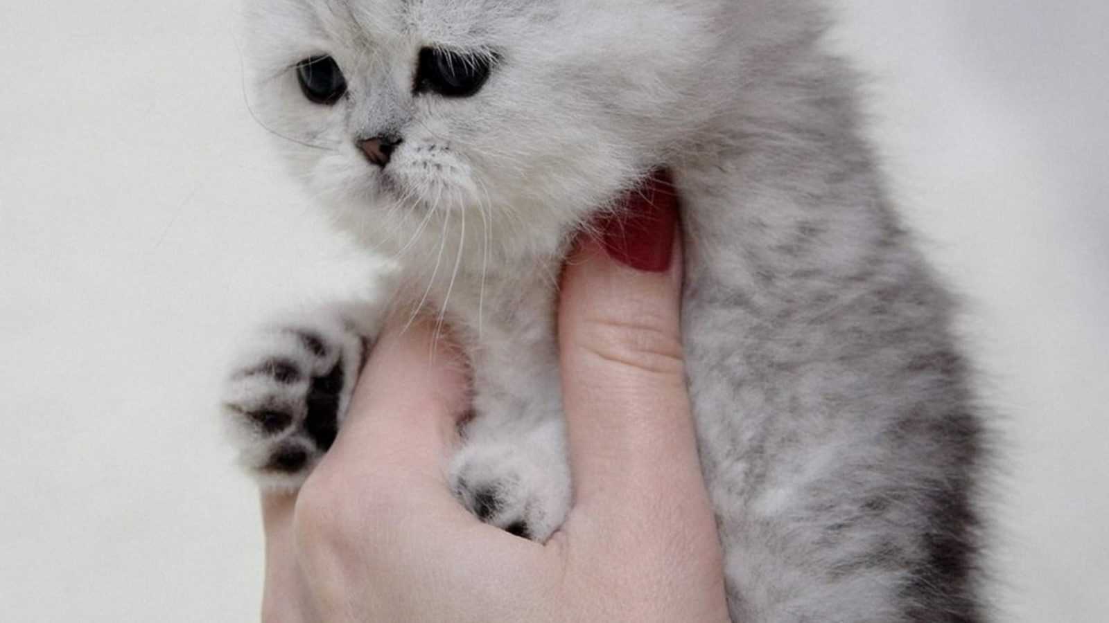 Yavru Beyaz Kedi Fotoğrafları