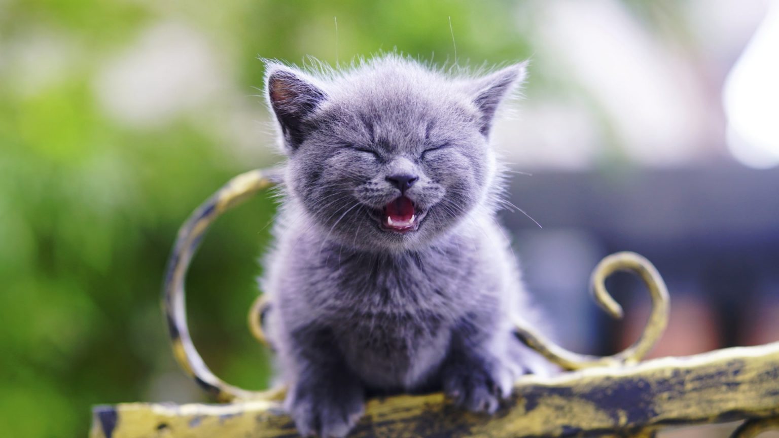 Kediler Kaç Sene Yaşar? Ömrünü Uzatmak ️ Kedi Sesi