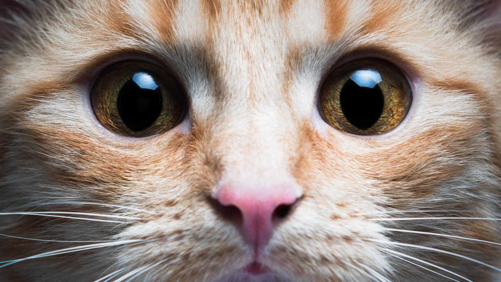 Yavru Kedi Fotoğrafları