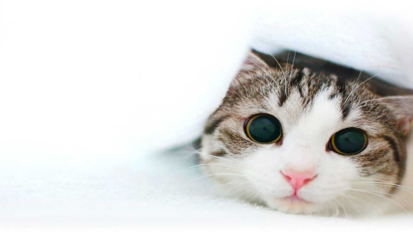 Tatlı Kedi Fotoğrafları