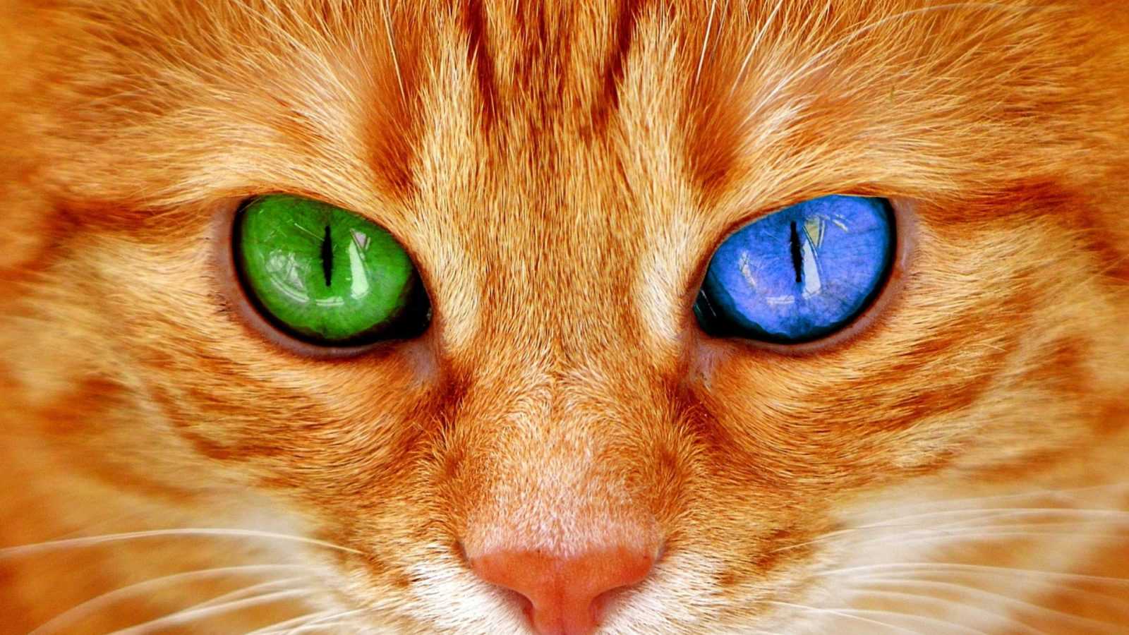 Renkli Gözlü Kedi