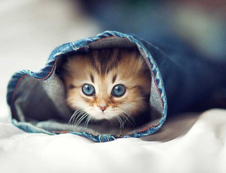Muhteşem Yavru Kedi Fotoğrafları