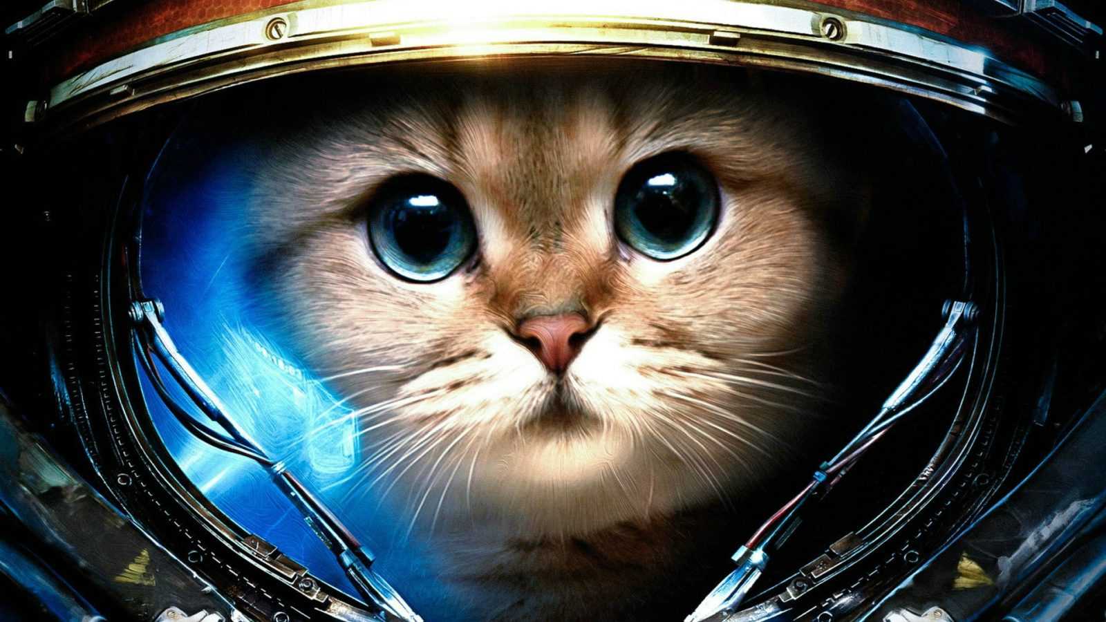 Astronot Kedi Fotoğrafları