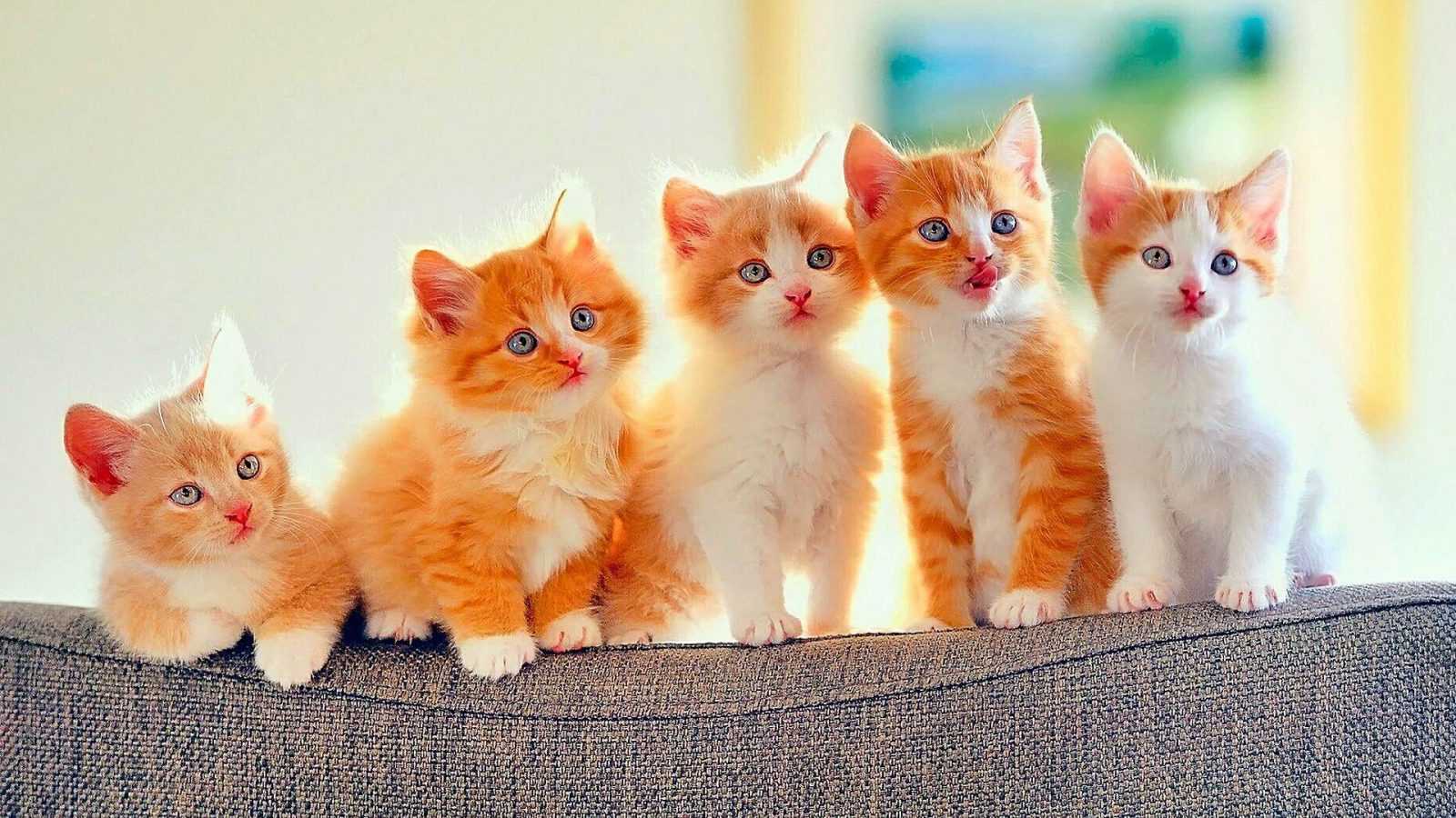 Yavru Kedilerin Resimleri