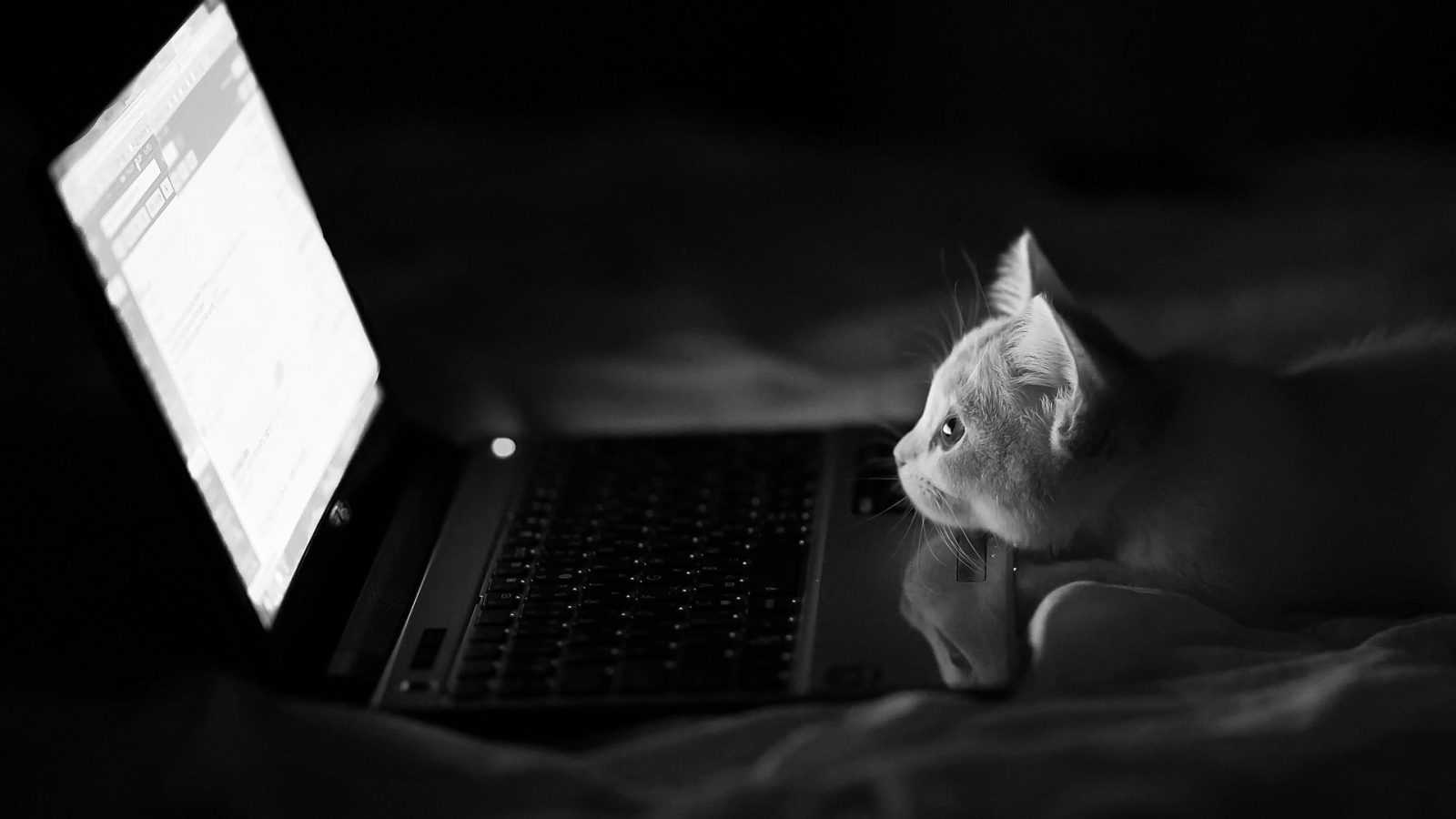 Bilgisayar İzleyen Kedi Fotoğrafları