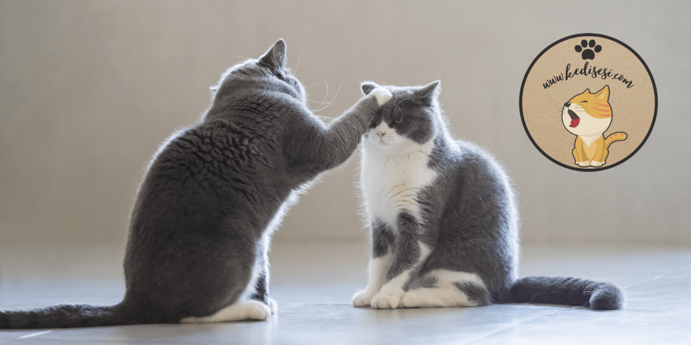 Eve Yeni Kedi Geldiğinde Yapılması Gerekenler ️ Kedi Sesi