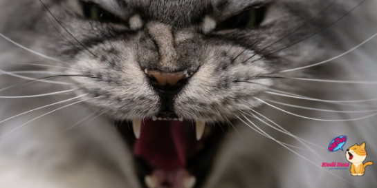 Saldırgan Kediyi Sakinleştirme Yöntemleri - Kedi Sesi