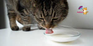 Sütün Kedilere Zararları Nelerdir?