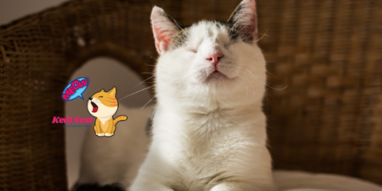 Gözleri Görmeyen Kedilerle Nasıl Yaşanır? ️ Kedi Sesi