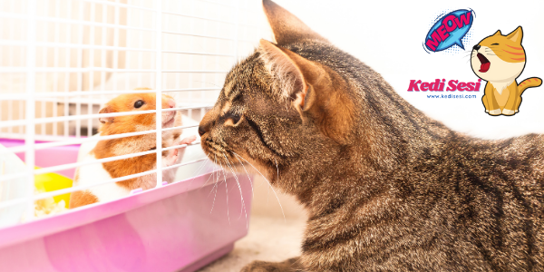Kediler Hamster Yer mi? Aynı Evde Bakılır Mı? ️ Kedi Sesi