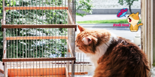 Kediler Kuş Yer Mi? Aynı Evde Yaşayabilir Mi? ️ Kedi Sesi