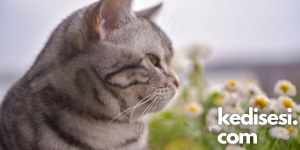 Kedi Parfümü Kullanmak Doğru mu?