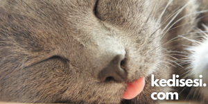 Kediler Neden Dilleri Dışarda Uyur?