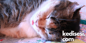 Dili Dışarda Uyuyan Kedim Hasta Olabilir mi?
