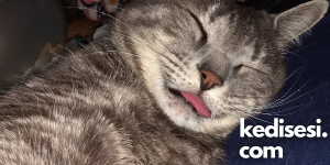 Dili Dışarda Uyuyan Kedi