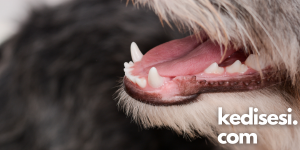 Köpeklerin Dişleri Nasıl Fırçalanır?