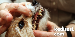 Köpeklerin Dişleri Ne Sıklıkla Fırçalanmalıdır?
