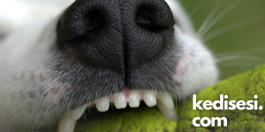 Köpeklerin Dişleri Fırçalanır mı?