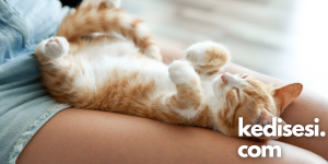Kedilerle Uyumanın Olumsuz Bir Yanı Var mı?
